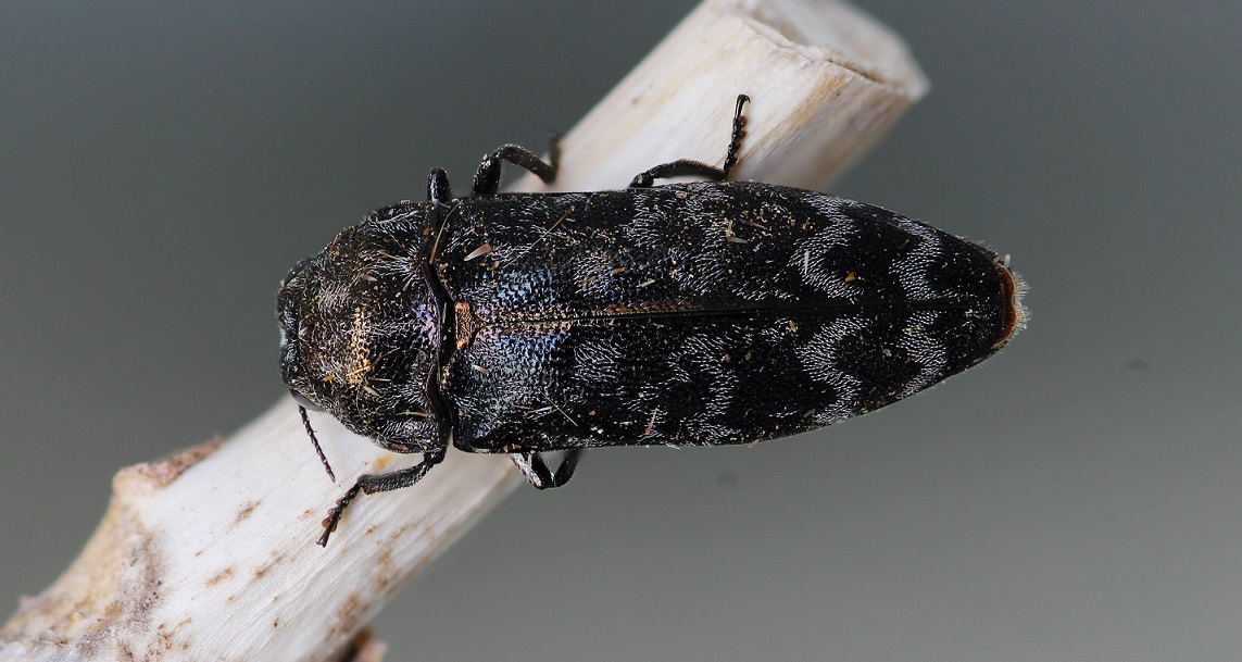 Buprestidae, Coraebus rubi